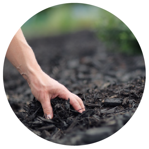 Black Mulch